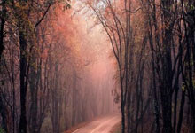 熊猫世界杯2026-黄蜂全面压制湖人，克莱成为关键先生，一场战术与意志的较量